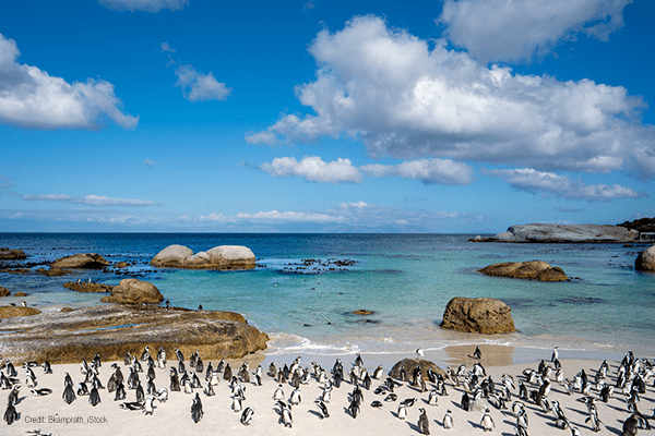 Cape Penguins | Credit: Bkamprath, iStock