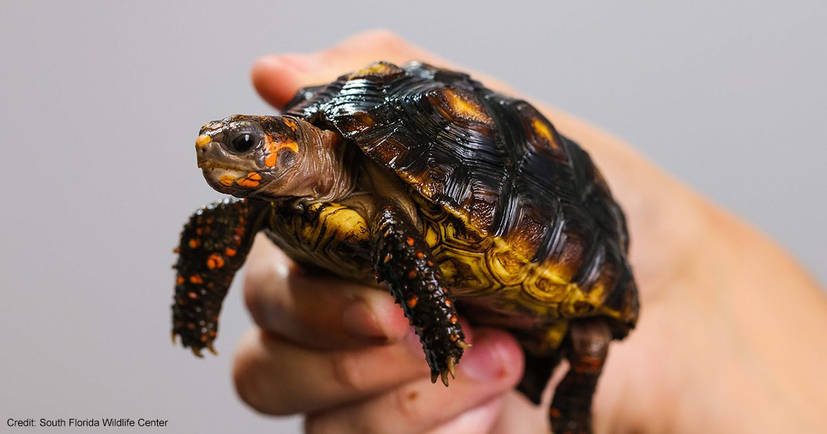 Poppy | Credit: South Florida Wildlife Center