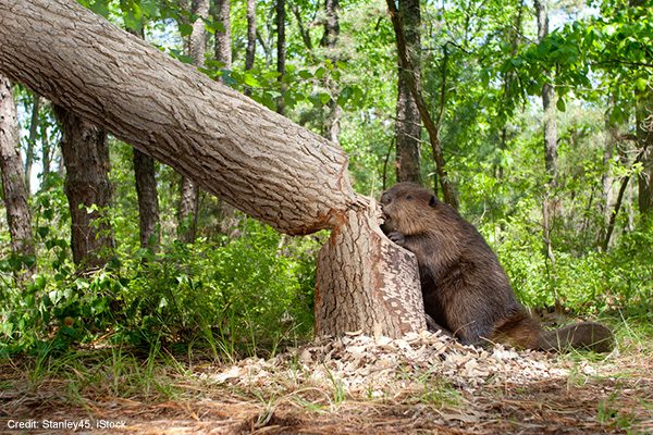 Beaver | Credit: stanley45, iStock
