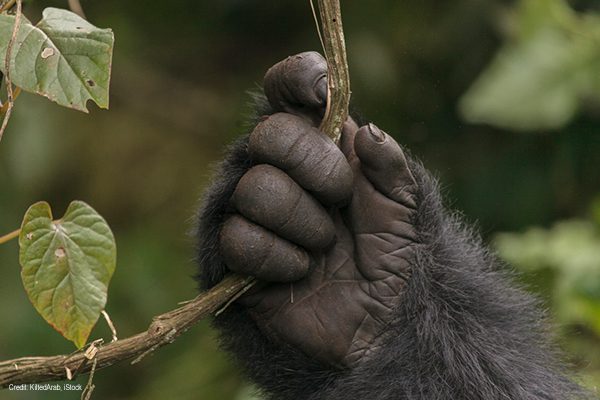 Gorilla Hand | Credit: KiltedArab, iStock