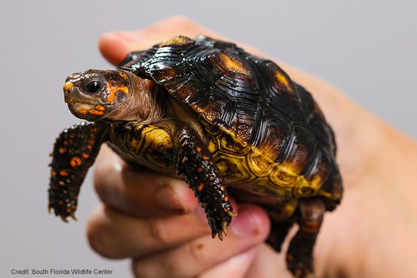Poppy | Credit: South Florida Wildlife Center