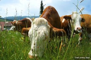 Grazing cows | Credit: proficlip, iStock