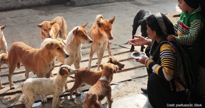 Indian Stray Dogs | Credit: pixelfusion3d, iStock