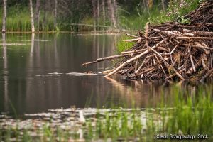 Beaver Dam | Credit: Schroptschop, iStock