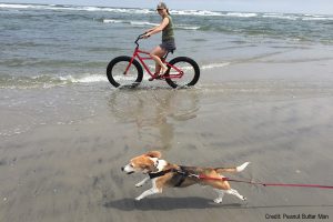 Hammy on the beach | Credit: Peanut Butter Man