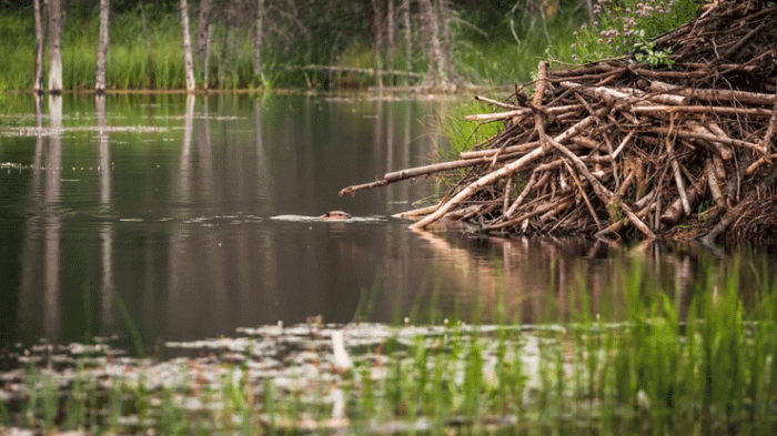 Beaver Dam | Credit: Schroptschop, iStock