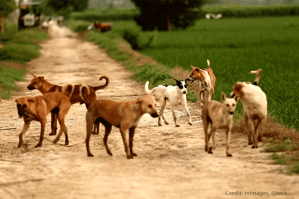 Stray dogs in India | Credit: rvimages, iStock