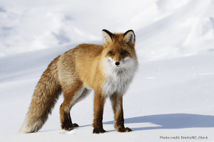 Fox | Credit: DmitryND, iStock