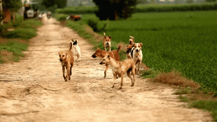 Stray dogs in India | Credit: rvimages, iStock
