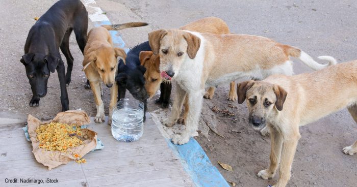 Street dogs in Morocco | Credit: Nadinlargo, iStock