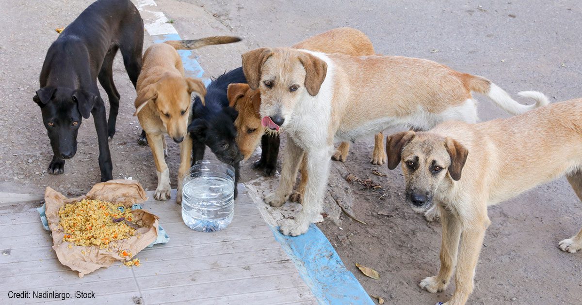 Street dogs in Morocco | Credit: Nadinlargo, iStock