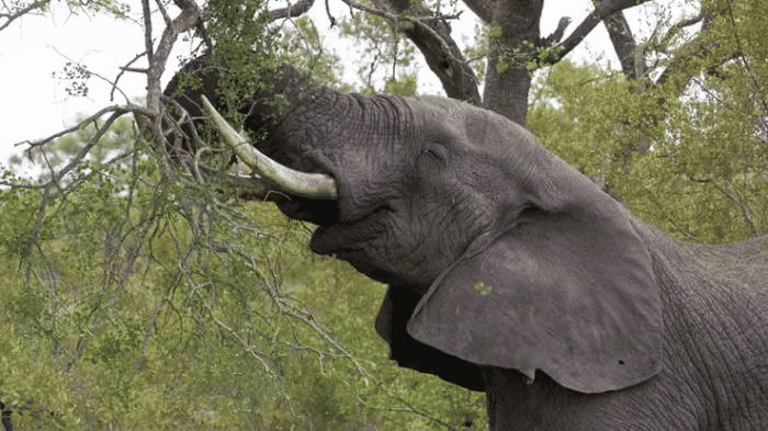 Elephants eating trees | Credit: BlackBoxGuild, iStock