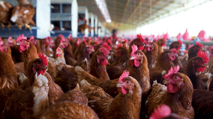 Hens | Credit: Hispanolistic, iStock