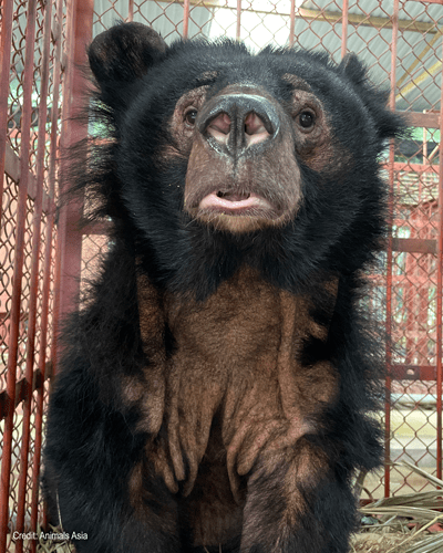 Dawn | Credit: Animals Asia