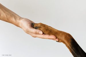Hand to Paw | Credit: Simarik, iStock