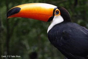 Toucan | Credit: G F Trade, iStock