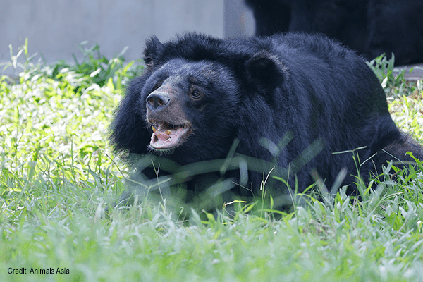 Dawn on the grass | Credit: Animals Asia