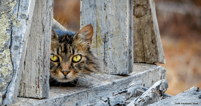 Australian cats | Credit: tracielouise, iStock