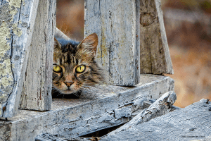 Australian cats | Credit: tracielouise, iStock