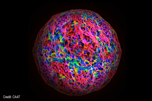 Mini brain | Credit: CAAT