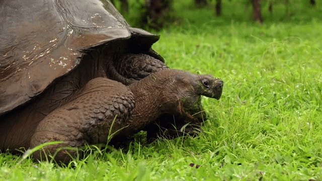 Restoring Floreana Together: Giant Tortoises, Community, and a Shared Future | Credit: BlackBoxGuild, iStock