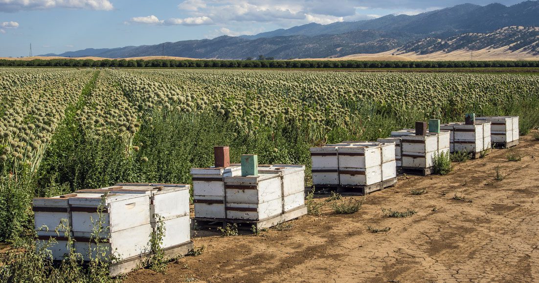 Beehives by onion field Image credit: CampPhoto, iStock