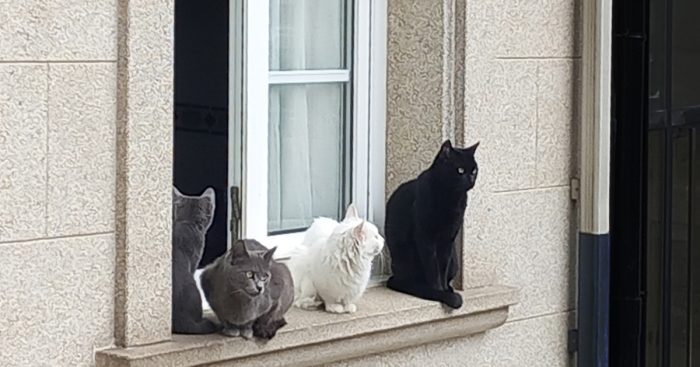 Cats on window sill, Noia, Galicia, Spain. Credit: Mercedes Ranaño Otero, iStock