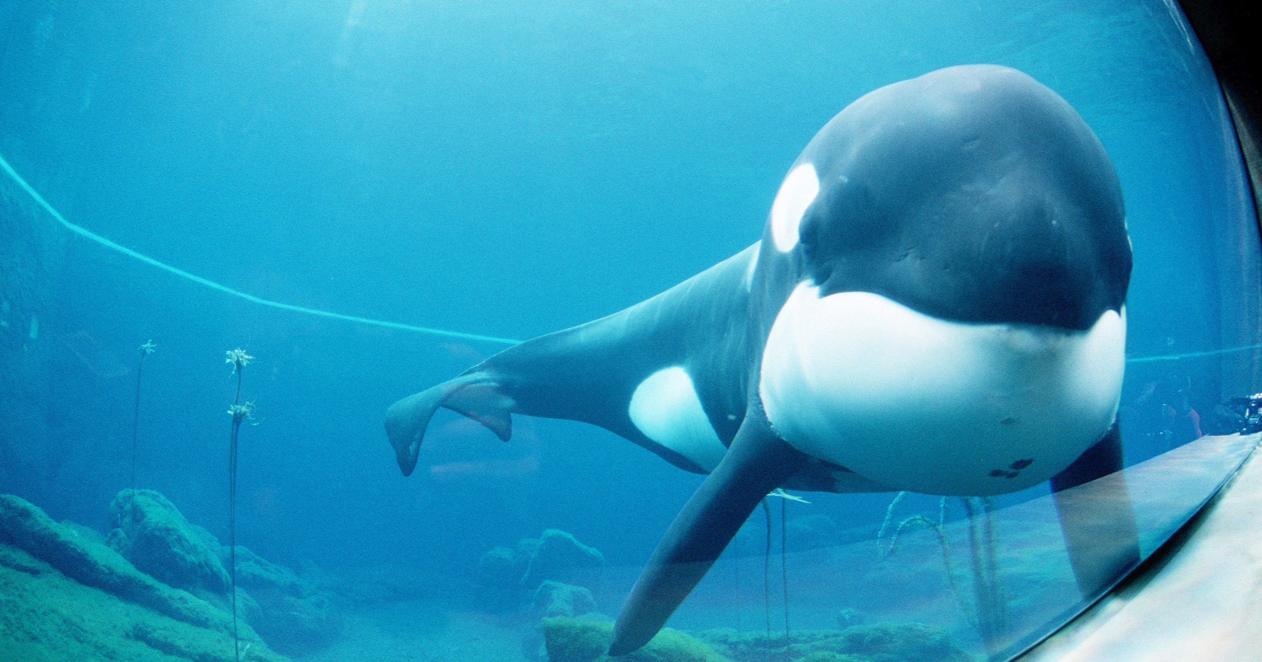 Keiko killer whale from "Free Willy"