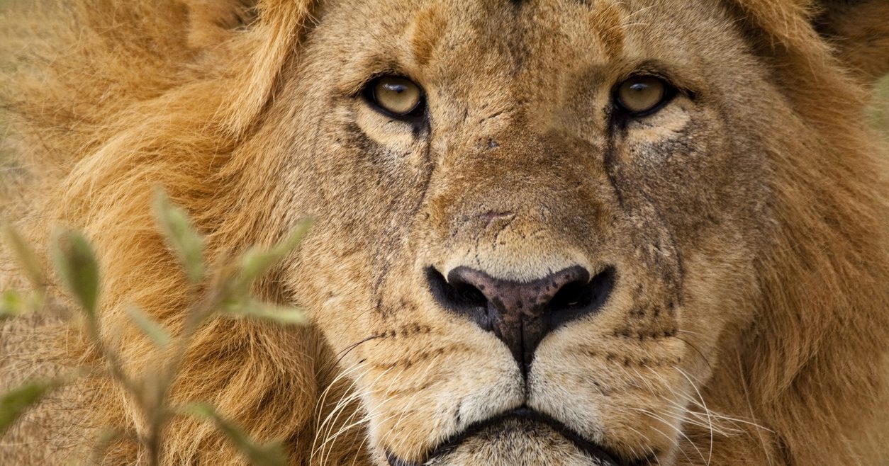 Close-up portrait of a majestic lion's solemn face. Credit: WLDavies, iStock
