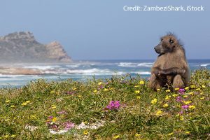Baboon in Cape Town Baboon in Cape Town Credit: Zambezishark, iStock
