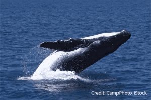 Whale breech Credit: David Copithorne, iStock
