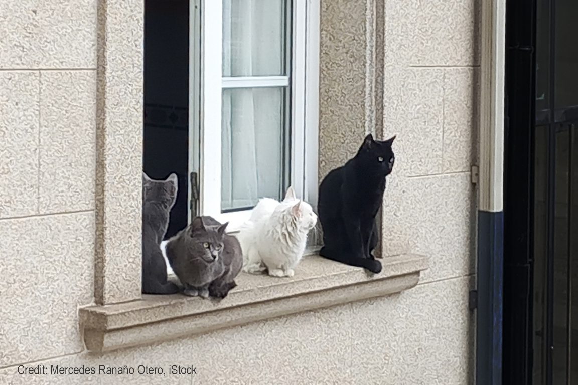 Cats on window sill, stone house, historic district Noia, A Coruña province, Galicia, Spain