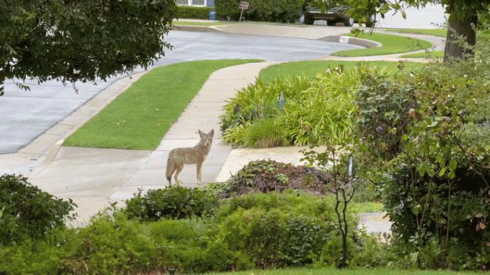 Coyotes Credit: akrasseli, iStock