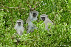 Vervet | Credit: Kitz Travellers, iStock