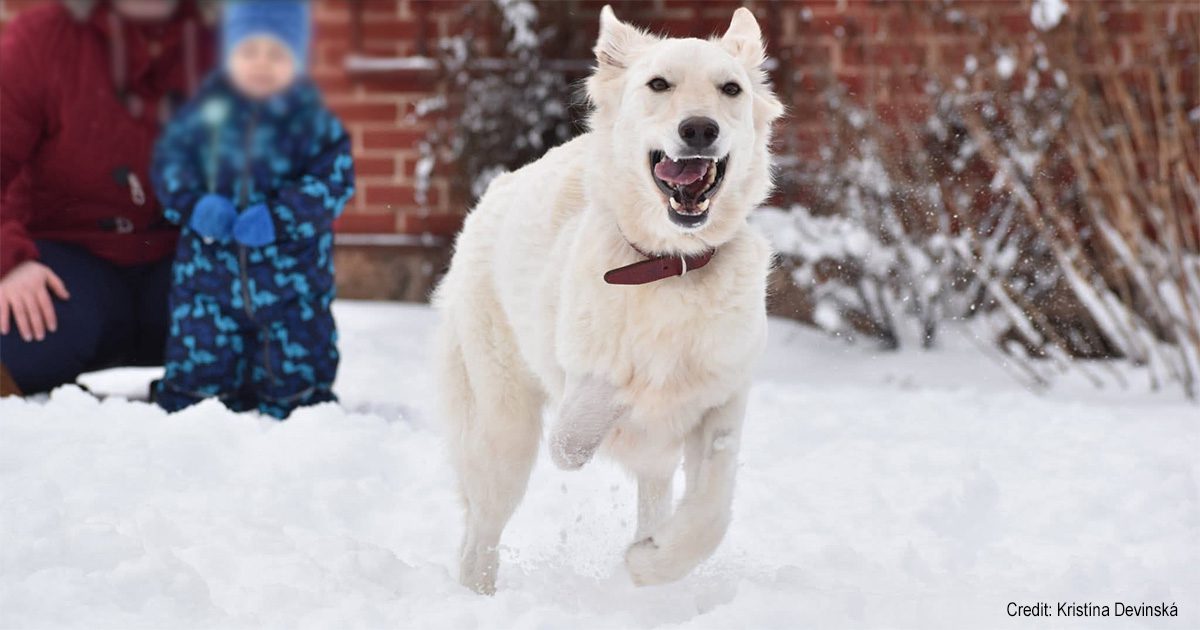 Umka running through the snow | Credit: Kristína Devinská