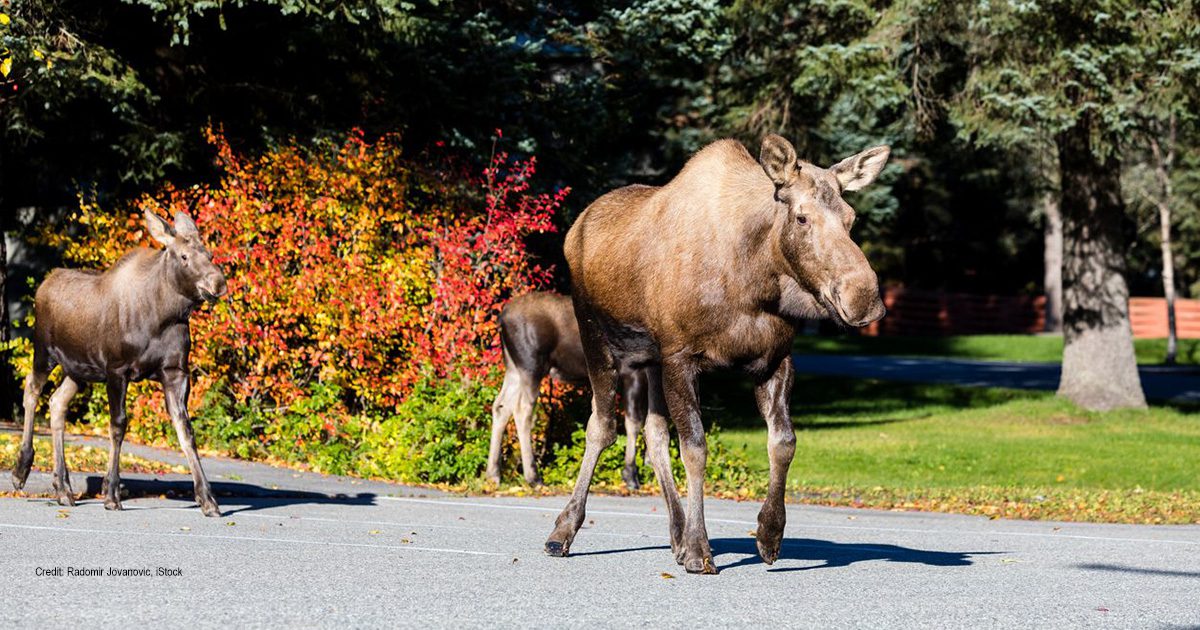 Moose | Credit: Radomir Jovanovic, iStock