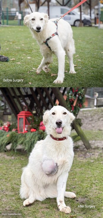 Umka before and after surgery | Credit: Kristína Devinská